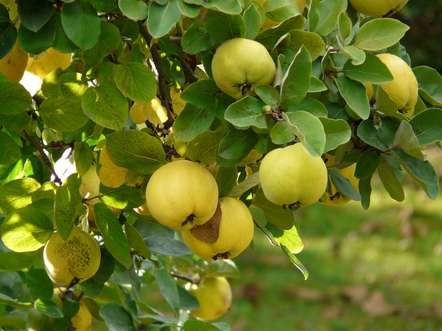 Quince can be a decoration of any garden